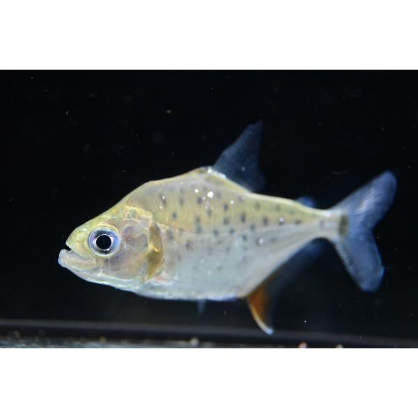 セラサルムスsp.タクトゥ　”ブラジル/タクトゥ川”　No.2　6.5-7cm