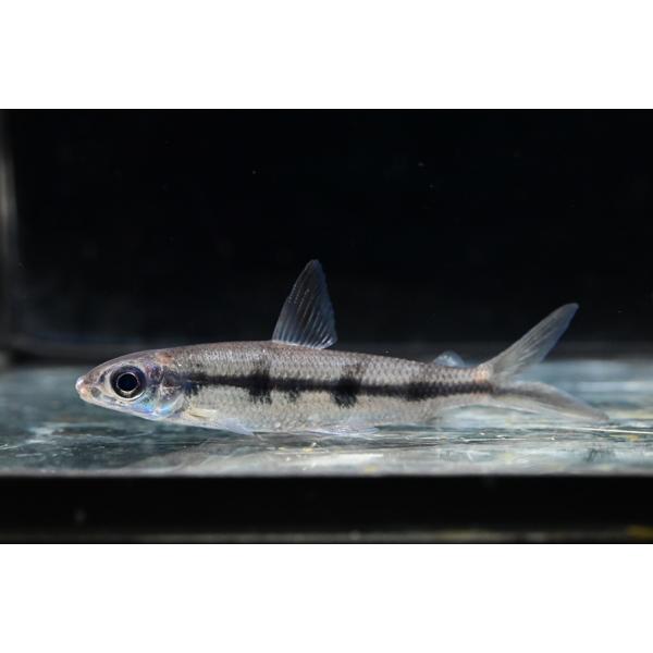ヘミオダス・テルネッツィ　”アルトトカンチンス”　8cm±
