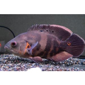 オスカー 熱帯魚の商品一覧 通販 Yahoo ショッピング