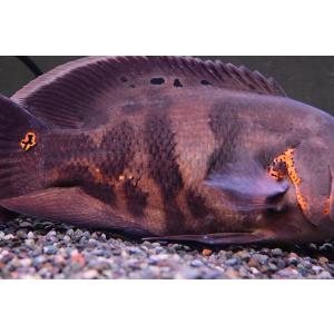 オスカー 熱帯魚の商品一覧 通販 Yahoo ショッピング