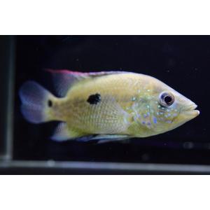 アメリカンシクリッドの商品一覧 通販 Yahoo ショッピング