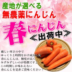 春にんじん 人参 20kg (10kg×2個)...の詳細画像2