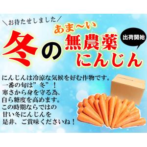 クーポン最大700円引き にんじん 人参 20...の詳細画像3