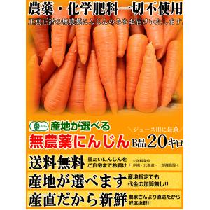 クーポン最大700円引き にんじん 人参 20...の詳細画像1
