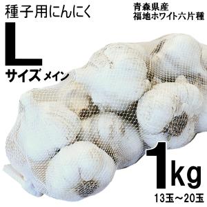 種用にんにく 青森 にんにく 種玉 1kg (約13玉-20玉前後) Lサイズメイン Ｍサイズ混合【種用/ニンニク/種子/福地ホワイト六片種】