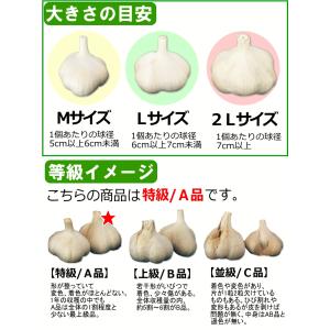 にんにく 青森 1kg Lサイズ厳選 A品 5...の詳細画像4