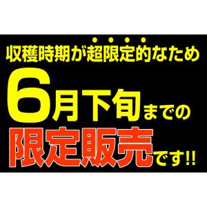 クーポンで1780円!青森県産 にんにくの芽 ...の詳細画像2