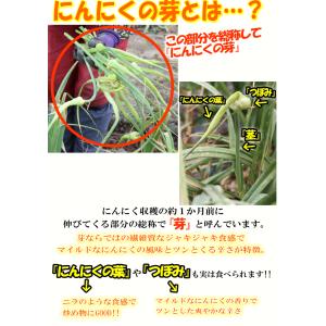 爆買!青森県産 にんにくの芽 500g 1kg...の詳細画像5