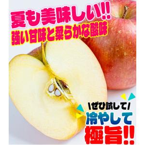 クーポンで10%引き!即日発送!りんご 5kg...の詳細画像4