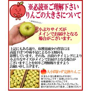 クーポンで10%引き!りんご 5kg箱 ぐんま...の詳細画像4