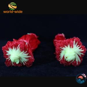スイカネット 吊り下げ 果物保護 防虫 防鳥 ...の詳細画像2