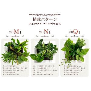送料無料 壁掛けできる観葉植物 ミドリエ デザ...の詳細画像1