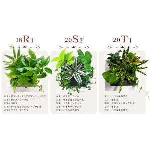 送料無料 壁掛けできる観葉植物 ミドリエ デザ...の詳細画像2