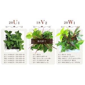 送料無料 壁掛けできる観葉植物 ミドリエ デザ...の詳細画像3