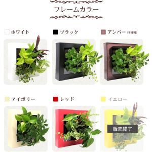 送料無料 壁掛けできる観葉植物 ミドリエ デザ...の詳細画像5
