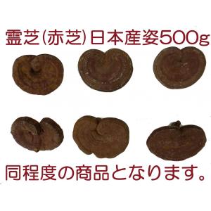 霊芝 ( 赤芝 ) 子実体滅菌 粉末 1kg 日本産 健康食品 サプリメント 霊芝 ( 赤芝 ) 子実体滅菌 粉末 1kg 日本産健康食品サプリメント