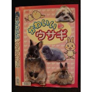○009795 レンタルUP☆DVD かわいい ウサギ 5587 ※ケース無