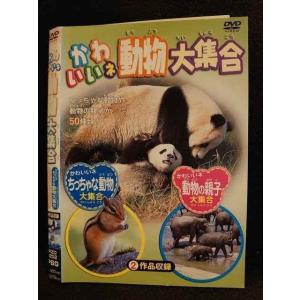 ○009800 レンタルUP☆DVD かわいいネ 動物大集合 202 ※ケース無