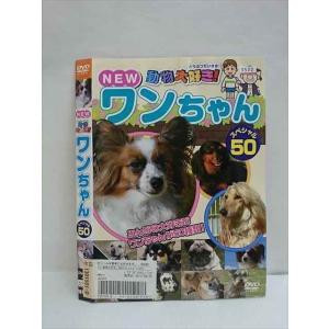 ○010516 レンタルUP●DVD NEW動物大好き！ ワンちゃん スペシャル50 1301501 ※ケース無