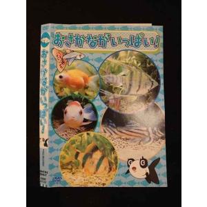 ○012539 レンタルUP・DVD おさかながいっぱい！ 4133 ※ケース無