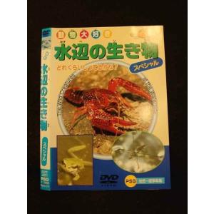 ○013677 レンタルUP*DVD 動物大好き 水辺の生き物 スペシャル 201 ※ケース無