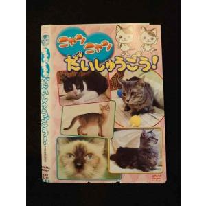 ○014613 レンタルUP■DVD ニャンニャンだいしゅうごう！ 4433 ※ケース無