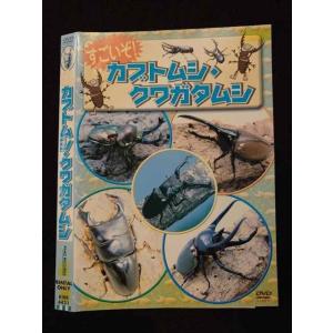 ○017357 レンタルUP◎DVD すごいぞ！カブトムシ・クワガタムシ 4431 ※ケース無