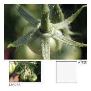 Hoya 49mm +10 Diopter 2-Element Close-Up Lens