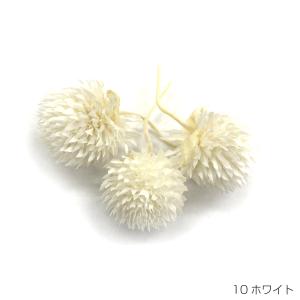 即日出荷 プリザーブドフラワー 花材 30輪 ホワイト千日紅 ギフト 花 贈り物 お祝い 仏花 プリザ センニチコウ｜wraf