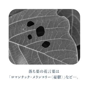 落ち葉 国産オックス/ブロード/シーチング/ダ...の詳細画像3