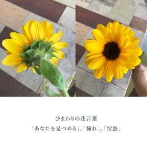 ひまわり日和 国産オックス/ブロード/シーチン...の詳細画像3