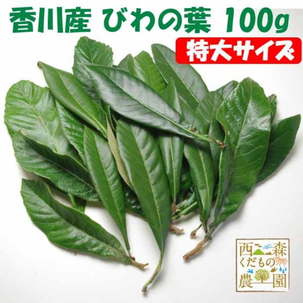 ＼自然療法・びわの葉療法に／早期発送【送料無料】香川産 びわの葉《特選特大》100ｇ（1袋生葉 約1...