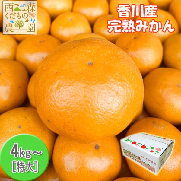 ＼早期発送！／香川産 大玉みかん 4kg・８kg（訳あり・家庭用）【送料無料】（ジュース・ジャムなど...