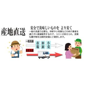国産レモン1.5kg ノーワックス 香川産 瀬...の詳細画像1