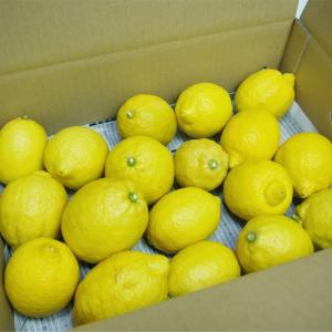国産レモン1.5kg ノーワックス 香川産 瀬...の詳細画像2
