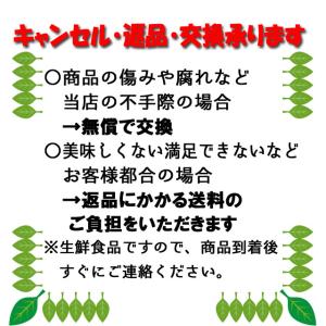 国産レモン1.5kg ノーワックス 香川産 瀬...の詳細画像4