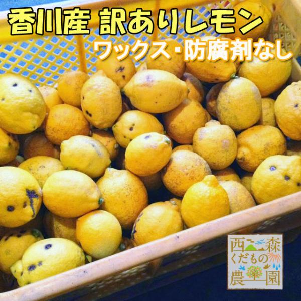 ＼早期発送／国産レモン1.5kg訳あり品 香川産［送料無料♪］家庭用 瀬戸内産 ノーワックス・防腐剤...