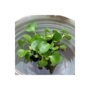 浮草 種類の商品一覧 通販 Yahoo ショッピング