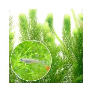 メダカ 水槽 屋外 生き物 生体 の商品一覧 ペット用品 生き物 通販 Yahoo ショッピング