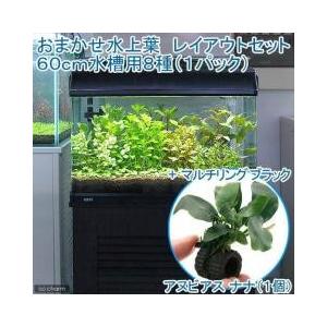水草水槽 レイアウト 60cm 熱帯魚 アクアリウム用品 の商品一覧 ペット用品 生き物 通販 Yahoo ショッピング