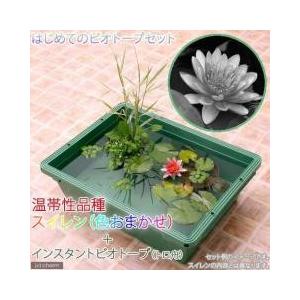 ビオトープ セット 観葉植物 の商品一覧 花 ガーデニング 通販 Yahoo ショッピング