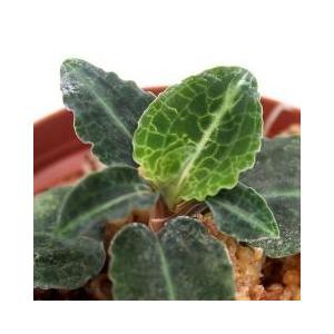 ジュエルオーキッド 販売 花 ガーデニング の商品一覧 通販 Yahoo ショッピング