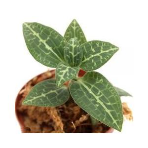 ジュエルオーキッド 販売 花 ガーデニング の商品一覧 通販 Yahoo ショッピング