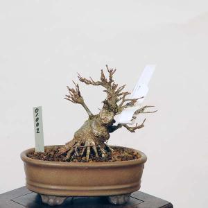 小品盆栽：楓　現品*かえで　カエデ　Kaede   Acer｜y-bonsai