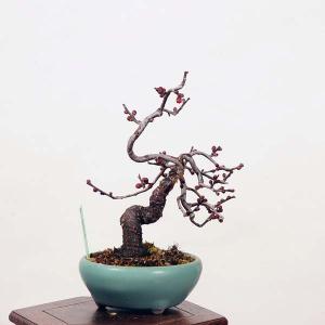 小品盆栽：緋梅*現品限り　ヒバイ　うめ　ウメ　Ume｜y-bonsai