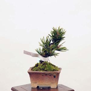 ミニ盆栽：寸梢黒松　現品*くろまつ　クロマツ　Kuromatsu｜y-bonsai