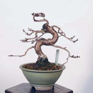 盆栽：十月桜  *現品 さくら　サクラ　Jyuugatsusakura bonsai 小品盆栽｜y-bonsai