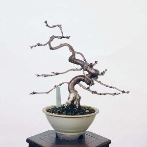 盆栽：十月桜  *現品 さくら　サクラ　Jyuugatsusakura bonsai 小品盆栽｜y-bonsai