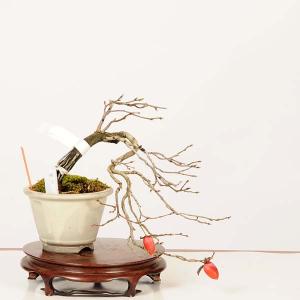 盆栽 特選：老爺柿(緋玉) 現品*一点物 ろうや柿 ロウヤ柿　Diospyros rhombifolia　rouyagaki bonsai ミニ盆栽