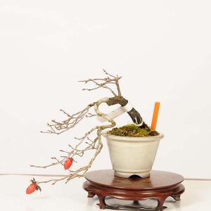 盆栽 特選:老爺柿(緋玉) 現品*一点物 ろう...の詳細画像1